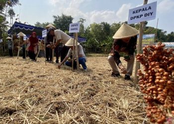 Bantul Hidupkan Lagi Budidaya Sorgum, Maksimalkan Lahan Marginal untuk Ketahanan Pangan